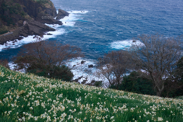 スイセン咲く越前海岸
(c)TAKASHI SATO/SEBUN PHOTO