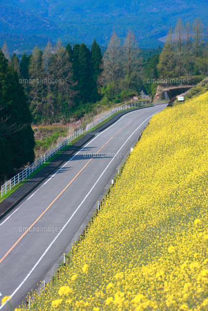 生駒高原と菜の花畑と道路
(c)TAKASHI SATO/SEBUN PHOTO