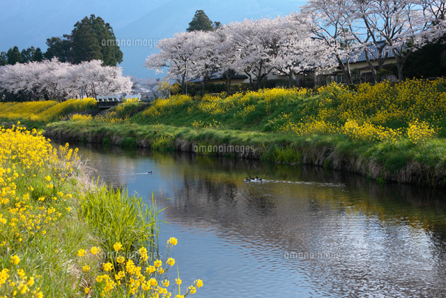 朝の桜と菜の花咲く湯布院
(c)TAKASHI SATO/SEBUN PHOTO