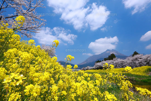 桜と菜の花咲く湯布院と由布岳
(c)TAKASHI SATO/SEBUN PHOTO