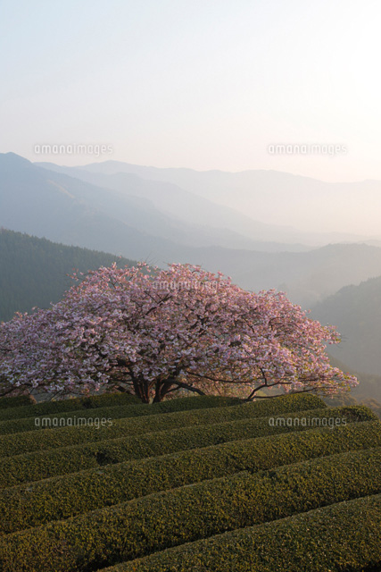 朝の遠山桜
(c)TAKASHI SATO/SEBUN PHOTO