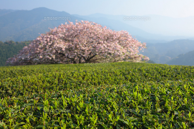 茶畑と遠山桜
(c)TAKASHI SATO/SEBUN PHOTO