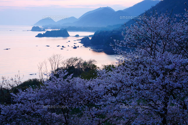 朝の桜と丹後松島 丹後半島
(c)TAKASHI SATO/SEBUN PHOTO