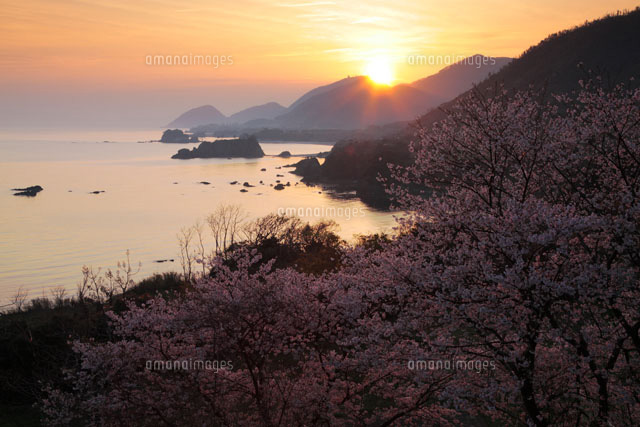 朝の桜と丹後松島 丹後半島
(c)TAKASHI SATO/SEBUN PHOTO