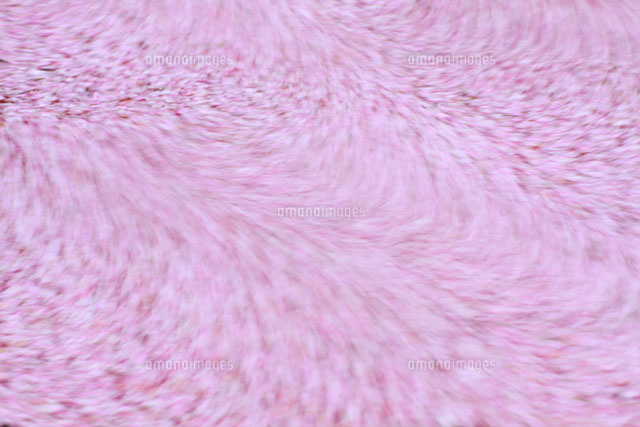 散り桜
(c)TAKASHI SATO/SEBUN PHOTO