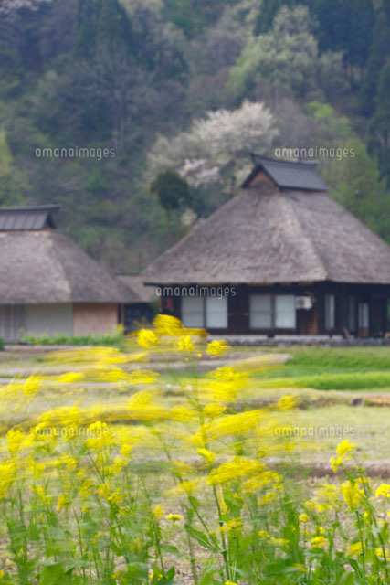 風と菜の花とかやぶき民家 高柳
(c)TAKASHI SATO/SEBUN PHOTO