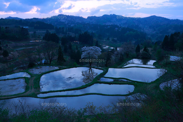山桜と儀明棚田夕景 松代
(c)TAKASHI SATO/SEBUN PHOTO