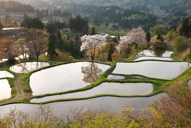 山桜と儀明棚田夕景 松代
(c)TAKASHI SATO/SEBUN PHOTO