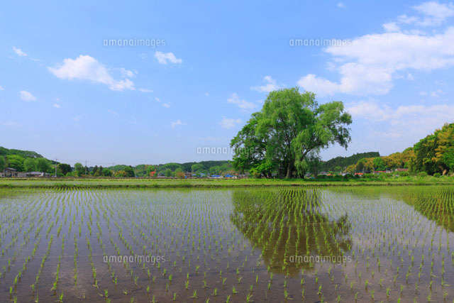 遊行柳 奥の細道
(c)TAKASHI SATO/SEBUN PHOTO