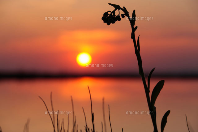 草と夕陽
(c)TAKASHI SATO/SEBUN PHOTO