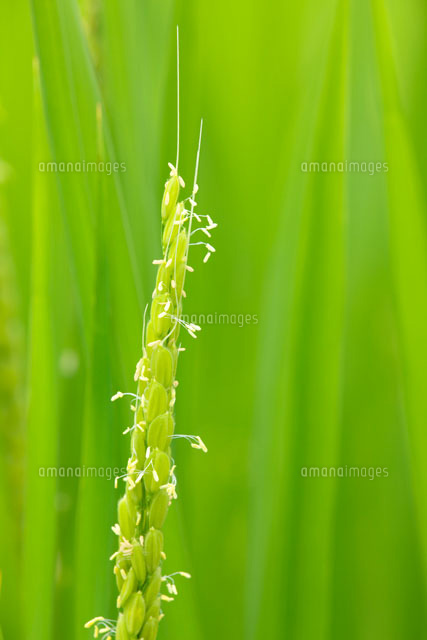 イネの花
(c)TAKASHI SATO/SEBUN PHOTO