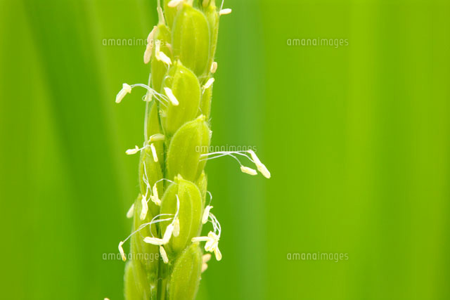 イネの花
(c)TAKASHI SATO/SEBUN PHOTO
