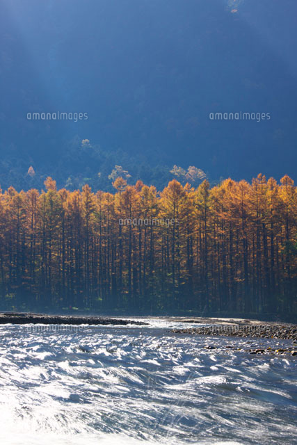 朝の梓川と紅葉のカラマツ並木 上高地
(c)TAKASHI SATO/SEBUN PHOTO
