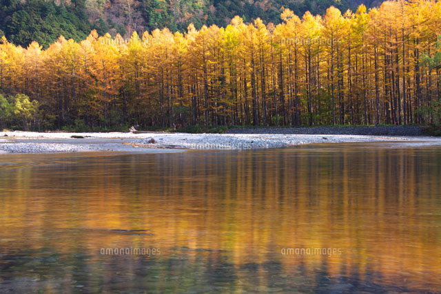 紅葉の梓川とカラマツ並木 上高地
(c)TAKASHI SATO/SEBUN PHOTO