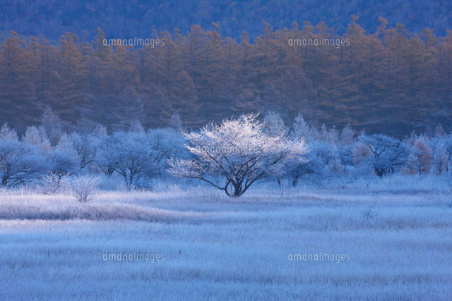 霧氷の小田代原 奥日光
(c)TAKASHI SATO/SEBUN PHOTO
