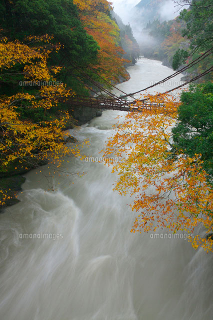 紅葉とかずら橋
(c)TAKASHI SATO/SEBUN PHOTO