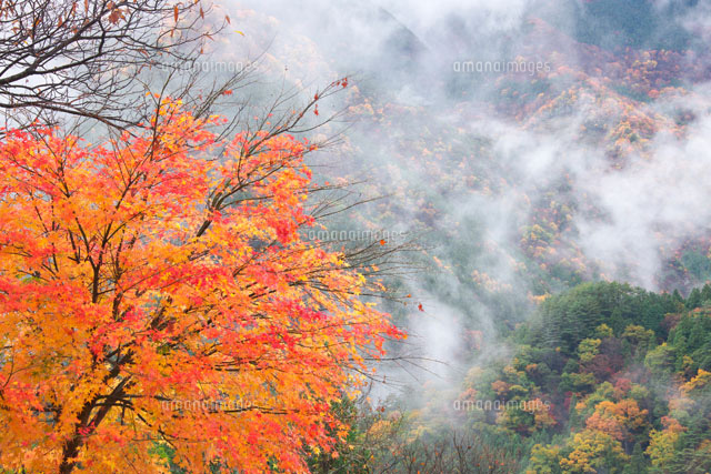 霧と紅葉の木
(c)TAKASHI SATO/SEBUN PHOTO