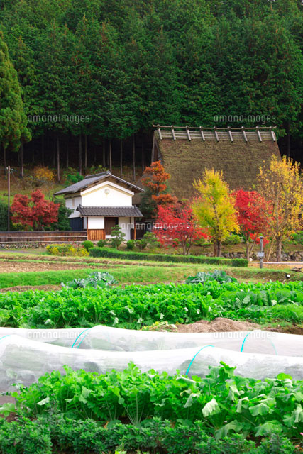 白菜畑と紅葉と美山の民家
(c)TAKASHI SATO/SEBUN PHOTO