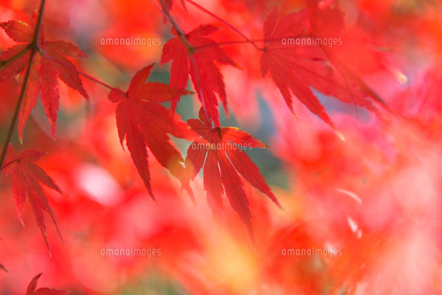 カエデの紅葉
(c)TAKASHI SATO/SEBUN PHOTO
