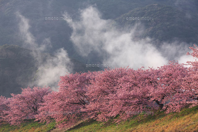朝のみなみの桜 伊豆半島
(c)TAKASHI SATO/SEBUN PHOTO