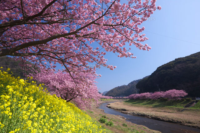 みなみの桜と菜の花
(c)TAKASHI SATO/SEBUN PHOTO