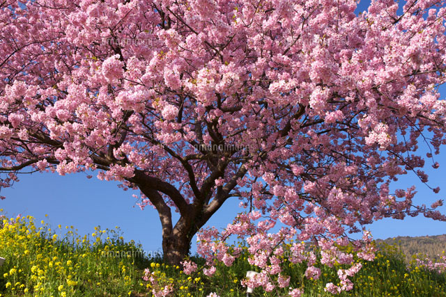 みなみの桜
(c)TAKASHI SATO/SEBUN PHOTO