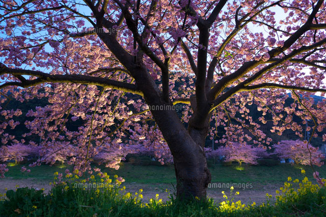 みなみの桜のライトアップ
(c)TAKASHI SATO/SEBUN PHOTO