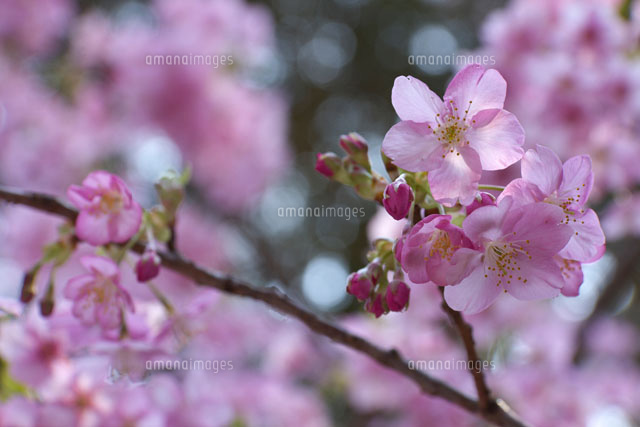 みなみの桜の花
(c)TAKASHI SATO/SEBUN PHOTO