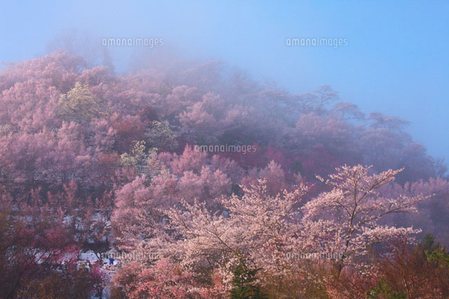 朝霧と桜咲く花見山
(c)TAKASHI SATO/SEBUN PHOTO