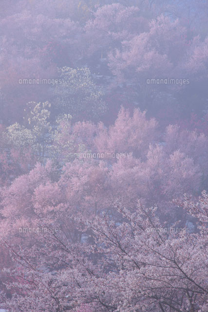 朝霧と桜咲く花見山
(c)TAKASHI SATO/SEBUN PHOTO