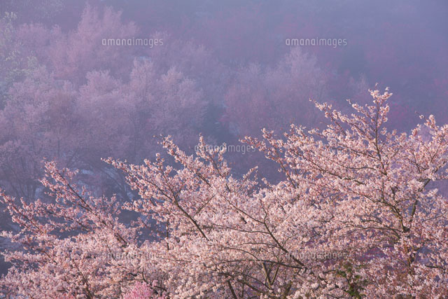 朝霧と桜咲く花見山
(c)TAKASHI SATO/SEBUN PHOTO