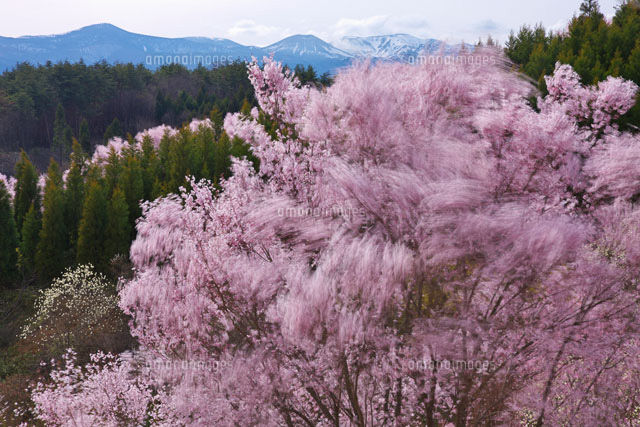 風と桜
(c)TAKASHI SATO/SEBUN PHOTO
