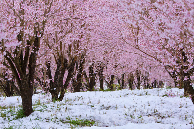 雪と桜
(c)TAKASHI SATO/SEBUN PHOTO