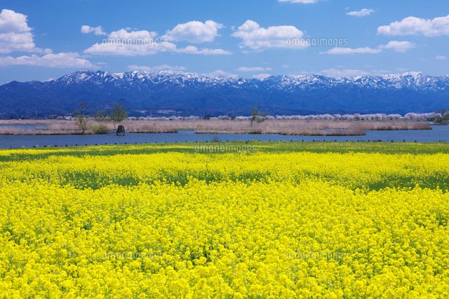 菜の花咲く福島潟
(c)TAKASHI SATO/SEBUN PHOTO