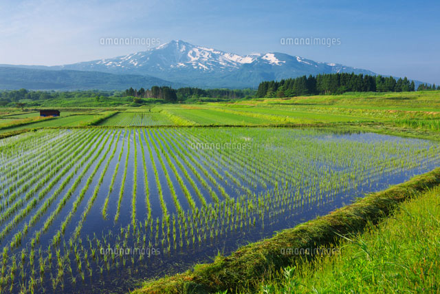 水田と鳥海山
(c)TAKASHI SATO/SEBUN PHOTO