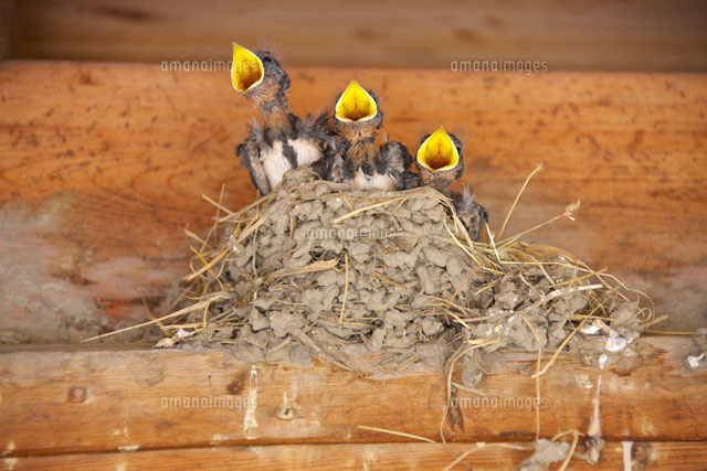 ツバメの巣のヒナ
(c)TAKASHI SATO/SEBUN PHOTO