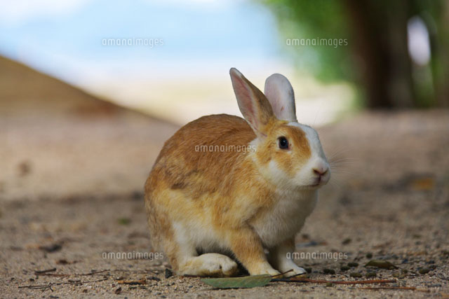 ウサギ
(c)TAKASHI SATO/SEBUN PHOTO