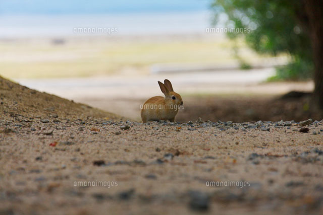 ウサギの子供
(c)TAKASHI SATO/SEBUN PHOTO