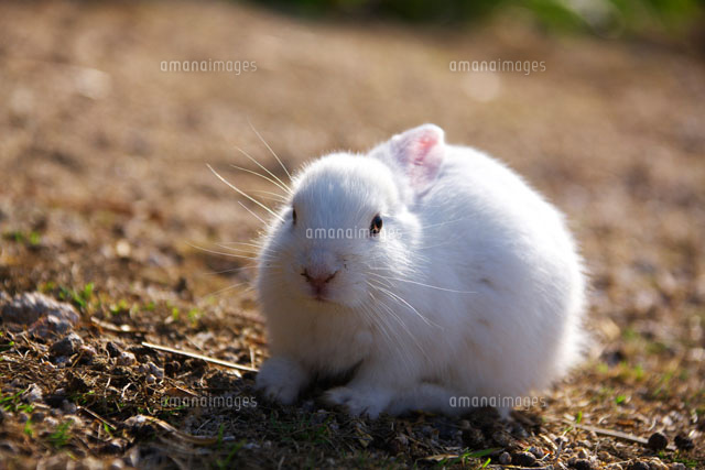 ウサギの子供
(c)TAKASHI SATO/SEBUN PHOTO