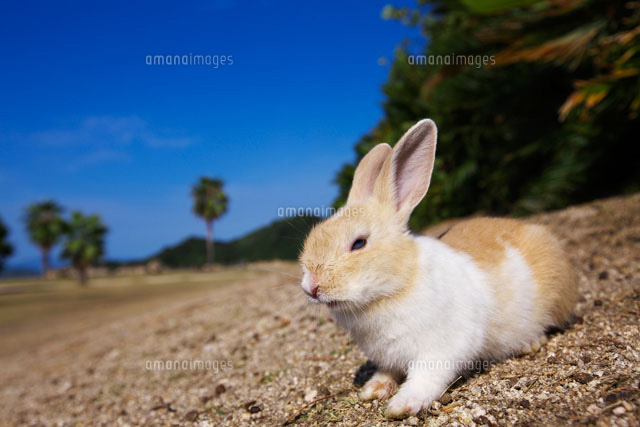 ウサギの子供
(c)TAKASHI SATO/SEBUN PHOTO