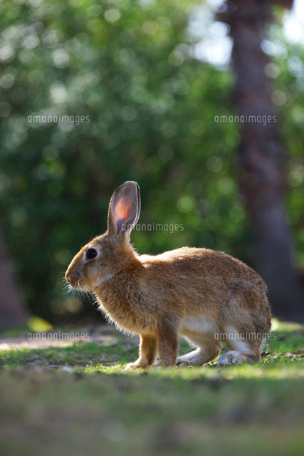 ウサギ
(c)TAKASHI SATO/SEBUN PHOTO