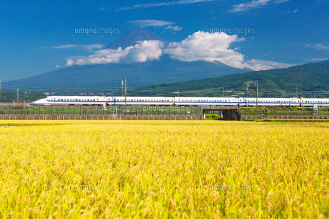 稲田と東海道新幹線と富士山
(c)TAKASHI SATO/SEBUN PHOTO