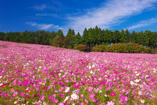 夢の平コスモス畑
(c)TAKASHI SATO/SEBUN PHOTO