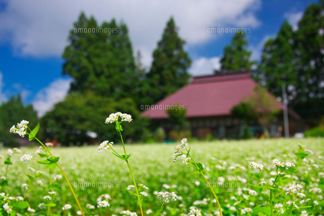 戸隠の民家とソバの花
(c)TAKASHI SATO/SEBUN PHOTO