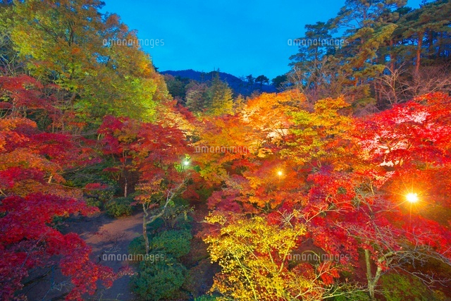 弥彦公園もみじ谷のライトアップ
(c)TAKASHI SATO/SEBUN PHOTO