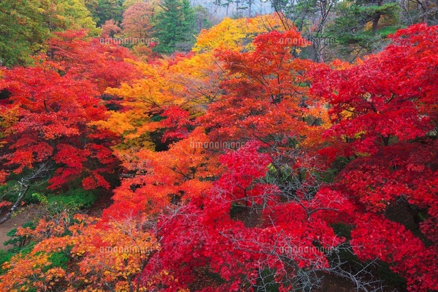 弥彦公園もみじ谷の紅葉
(c)TAKASHI SATO/SEBUN PHOTO