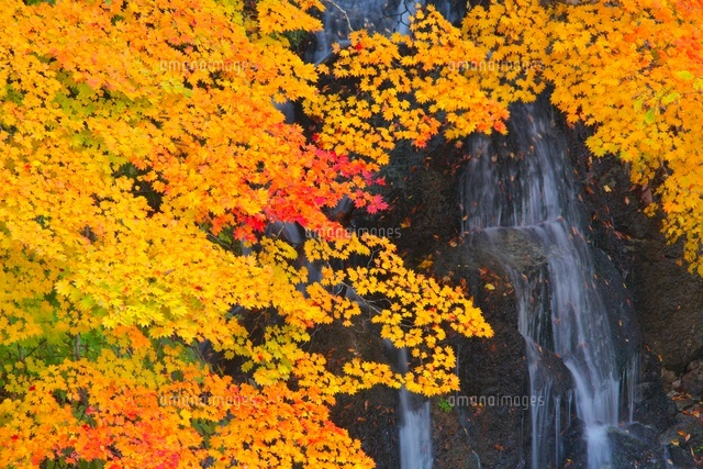 中野もみじ山の紅葉
(c)TAKASHI SATO/SEBUN PHOTO