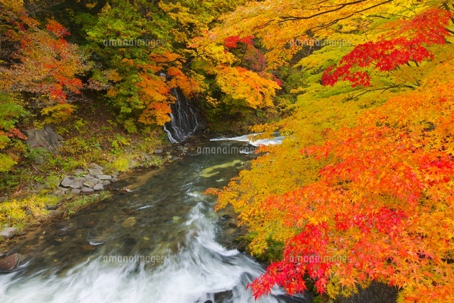 中野もみじ山の紅葉
(c)TAKASHI SATO/SEBUN PHOTO