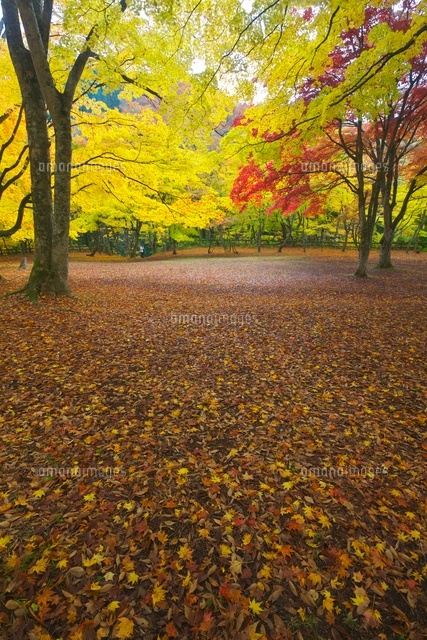 中野もみじ山の紅葉
(c)TAKASHI SATO/SEBUN PHOTO