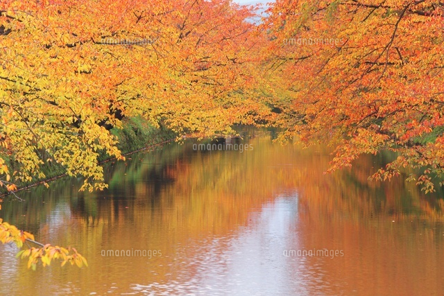 弘前城の紅葉
(c)TAKASHI SATO/SEBUN PHOTO